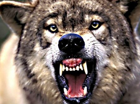 അജ്മനിലെ ഫ്ളാറ്റില്‍ ചെന്നായയെ വളര്‍ത്തുന്ന യുവാവ്, ഭീതിയോടെ താമസക്കാര്‍