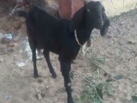 മോഷണം ഉള്‍പ്പടെ ക്രിമിനല്‍ കേസുകളില്‍പ്പെട്ട് ഒരു ആട് അറസ്റ്റിലായി, ശിക്ഷ 7 വര്‍ഷം വരെ?