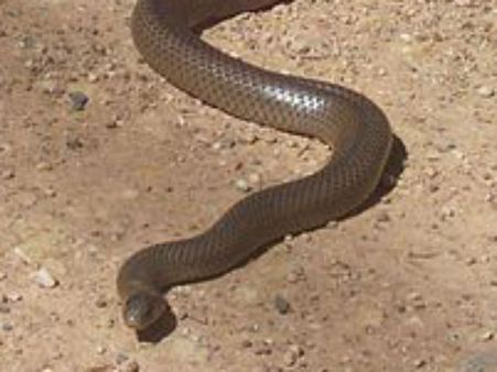 അപകടകാരിയായ വിഷപാന്പ് , കടിച്ചാല്‍ വേദന അറിയില്ല, മരണം ഉറപ്പ്, പേടി സ്വപ്നമായി ബ്രൗണ്‍ സ്നേക്ക്