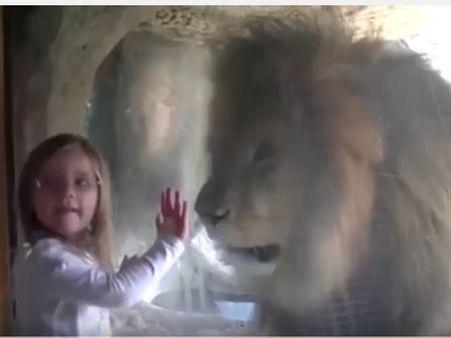 സിംഹത്തിന് പെണ്‍കുട്ടിയുടെ വക ചക്കരയുമ്മ, 'പെട്ടുപോയ' സിംഹത്തിന്‍റെ റോറിംഗ് റിയാക്ഷന്‍, വീഡിയോ