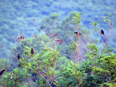 കമിതാക്കള്‍ക്ക് മാത്രമേ ഈ പാര്‍ക്കില്‍ പ്രവേശനമുള്ളൂ... അധികൃതര്‍ പറയുന്ന കാരണം ഇതാണ്...