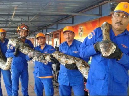 ലോകത്തിലെ ഏറ്റവും നീളം കൂടിയ പെരുന്പാന്പ് ചത്തു