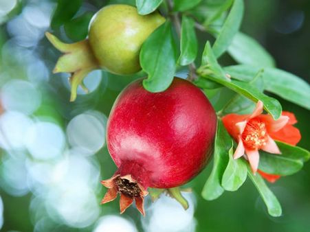 മാതളനാരങ്ങയുടെ കുരു തൊണ്ടയില്‍ കുടുങ്ങി മലപ്പുറത്ത് മൂന്ന് വയസുകാരി മരിച്ചു