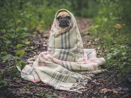 ലോകത്തിലെ ഏറ്റവും പ്രായം കൂടിയ നായയ്ക്ക് ആസ്‌ട്രേലിയയില്‍ അന്ത്യം