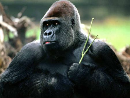 ലെസ്ബിയന്‍ സെക്‌സ് ഗൊറില്ലകള്‍ക്കിടയിലും; പുതിയ കണ്ടെത്തല്‍