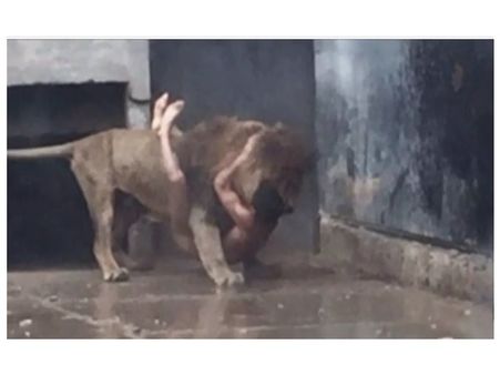 പൂര്‍ണ നഗ്നനായി അയാള്‍ സിംഹകൂട്ടിലേക്ക് ചാടിയത് എന്തിന് ?വീഡിയോ കാണൂ...