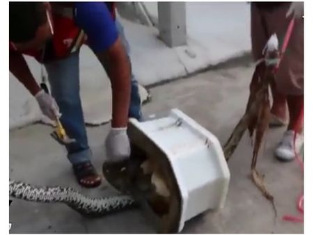 ക്ലോസറ്റില്‍ ഒളിഞ്ഞിരുന്ന പെരുമ്പാമ്പ് യുവാവിന്റെ 'അതും' കടിച്ചുപറിച്ചു, വീഡിയോ..., വീഡിയോ...