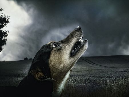 3 ദിവസം പ്രായമുള്ള കുഞ്ഞിനെ വളര്‍ത്ത് നായ്ക്കള്‍ കടിച്ച് കൊന്നു