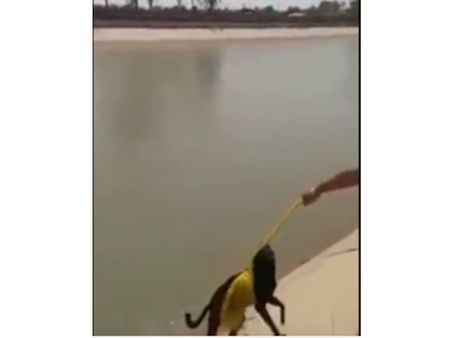 കനാലില്‍ വീണ നായയെ തലപ്പാവഴിച്ച് രക്ഷപ്പെടുത്തുന്ന സിഖുകാരന്‍;വീഡിയോ കാണു