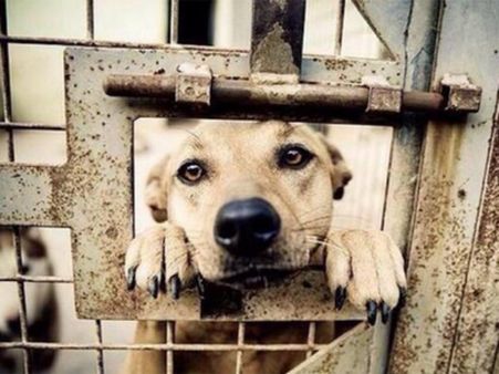 നായ ഒന്നിന് 3000 രൂപ മുതല്‍ ;ചൈനയില്‍ പ്രതിഷേധത്തെ വകവയ്ക്കാതെ പട്ടിയിറച്ചി ഉത്സവം