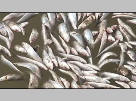 'മോദി' മത്തിയ്ക്ക് മംഗളൂരുവില്‍ വന്‍ ഡിമാന്റ്