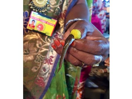 'മത്സ്യ പ്രസാദം' വിഴുങ്ങിയത് ആയിരങ്ങള്‍, ആസ്മ മാറുമെന്ന് വിശ്വാസം