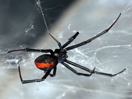 റാസല്‍ ഖൈമയില്‍ ഭീതി നിറച്ച് വിഷമുള്ള റെഡ്ബാക്ക് സ്പൈഡറുകള്‍, ഈ ചിലന്തി കടിച്ചാല്‍...