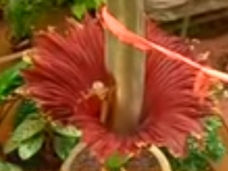 ലോകത്തിലെ ഏറ്റവും വലിയ രണ്ടാമത്തെ പൂവ് വയനാട്ടില്‍ വിരിഞ്ഞു, വീഡിയോ