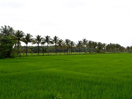 യുഡിഎഫ് സര്‍ക്കാരിന്റെ നെല്‍വയല്‍ നികത്തല്‍ ഭേദഗതി റദ്ദാക്കി; നെല്‍കൃഷി പ്രോത്സാഹനത്തിന് പദ്ധതികള്‍