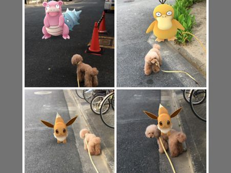 പോക്കെമോനെ വളര്‍ത്തുമൃഗങ്ങള്‍ക്കും കാണാം!!! തെളിവുകളിതാ...