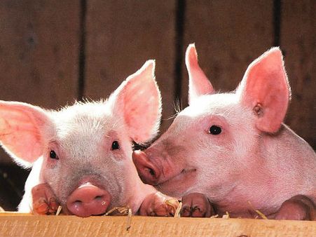 തലയില്‍ ഹൃദയമുളള ജീവി, വിരലടയാളം പോലെ നാവടയാളം... എന്തൊക്കെ സംഗതികള്‍!!!!