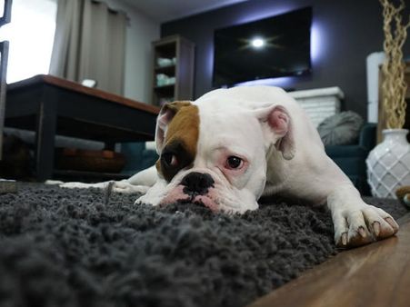 നടേശാ കൊല്ലണ്ട... ഇന്ന് ലോകപട്ടിദിനം... ആരും കൊതിച്ചുപോകും ഈ 8 നായ്ക്കളെ കണ്ടാല്‍!