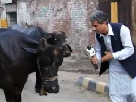 എരുമയെ ഇന്റര്‍വ്യൂ ചെയ്യാന്‍ പോയ പാകിസ്താനി മാധ്യമപ്രവര്‍ത്തകന് സംഭവിച്ചത്... വീഡിയോ