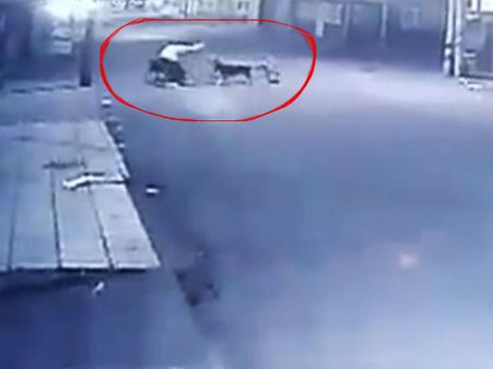 തെരുവ് നായ്ക്കള്‍ സ്ത്രീയെ കടിച്ചുപറിച്ചു.... നിലത്ത് വലിച്ചിഴച്ചു... വീഡിയോ