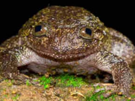 എന്തൊക്കെ ആചാരങ്ങള്‍!! മഴ ലഭിക്കാന്‍ തവളകളെ വിവാഹം കഴിപ്പിച്ച്‌ ഒരു ഗ്രാമം