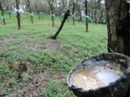 റബര്‍ കര്‍ഷകര്‍ക്ക് ആശ്വാസം; വില സ്ഥിരതാ പദ്ധതി തുടരുമെന്ന് സംസ്ഥാന സര്‍ക്കാര്‍