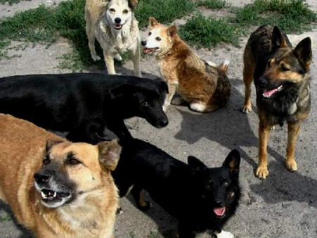 കുട്ടികളടക്കം ആറ് പേരെ കടിച്ച് കീറിയ നായക്ക് പേ വിഷബാധ: മനേകാ ഗാന്ധി ഇത് അറിയുന്നുണ്ടോ...?