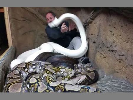 നിറയെ പെരുമ്പാമ്പുകളുള്ള കൂട്ടിലേക്ക് ചാടിയ ആള്‍ക്ക് സംഭവിച്ചത് ഞെട്ടിക്കുന്നത്- വീഡിയോ കാണൂ