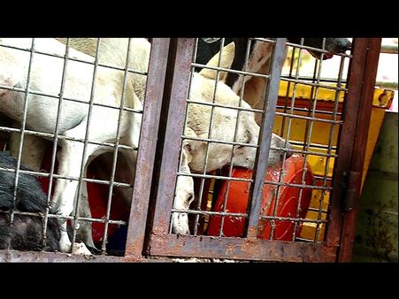 ബോബിക്ക് പട്ടിപിടിത്തം വന്‍ പുലിവാല് തന്നെ... ഇനിയെല്ലാം കോടതി തീരുമാനിക്കും