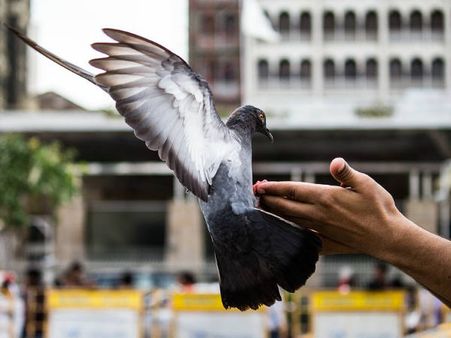 പ്രാവുകളും ഗര്‍ഭ നിരോധന ഗുളികകള്‍ കഴിക്കും; ഞെട്ടേണ്ട കാര്യം സീരിയസാണ്