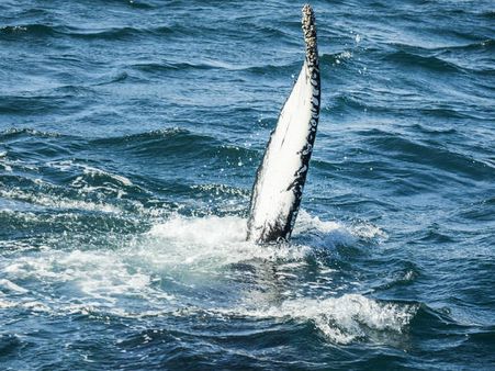 'ഒരാള്‍' ഛര്‍ദ്ദിച്ചു, മൂന്ന് തൊഴിലാളികള്‍ കോടിപതികളായി;ഛര്‍ദ്ദിച്ചത് ആരാണെന്ന് അറിയണ്ടേ?