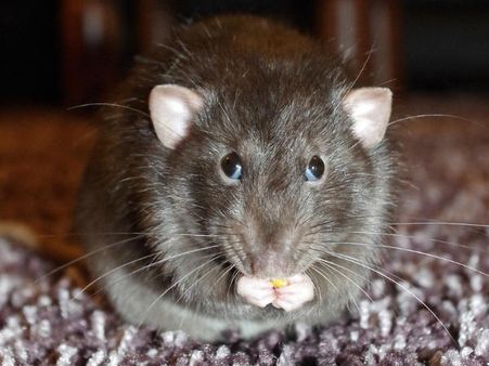 എലികളും ചിരിക്കും !!! ചെവി കൊണ്ട് .. പുതിയ പഠന റിപ്പോർട്ട് പുറത്ത്