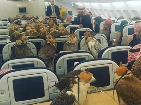 ഒരു വിമാനം നിറയെ പരുന്തുകൾ !!! സൌദി രാജകുമാരന്റെ യാത്രയുടെ ചിത്രങ്ങൾ വൈറലാകുന്നു...