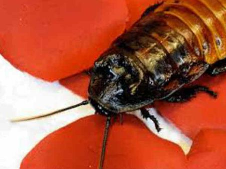 ഓപ്പറേഷന്‍ തിയേറ്ററില്‍ പാറ്റ...!!! ഡോക്ടര്‍ ചെയ്തത് എന്തെന്നോ...?