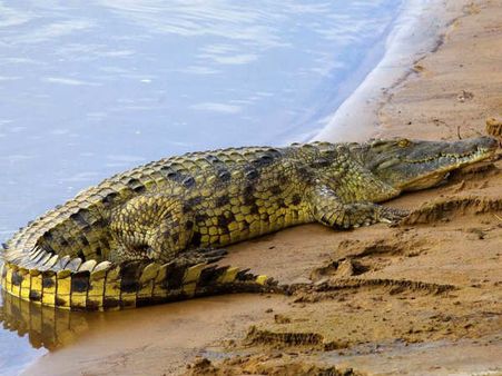 മുതലയുമായി സെല്‍ഫി എടുക്കാന്‍ അതിയായ ആഗ്രഹം; അരിശംപൂണ്ട മുതല ഓടിച്ചിട്ട് കടിച്ചു