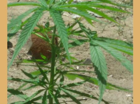 ഫ്‌ളാറ്റില്‍ യുവാവിന്റെ കഞ്ചാവ് കൃഷി!സഹായം ലഭിച്ചത് അമേരിക്കയില്‍ നിന്ന്, ഞെട്ടിപ്പിക്കുന്ന വീഡിയോ..