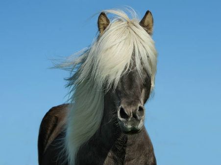 'കുതിര പ്രേമത്തില്‍' അടുത്തു, നായയുടെപേരില്‍ തെറ്റി... യുവതിയെ വേശ്യയാക്കി,നഗ്നയാക്കി കുതിരപ്പുറത്ത്
