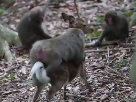 മാനുമായി സെക്‌സ് ചെയ്യാന്‍ കുരങ്ങിന്റെ ശ്രമം.. അത്യപൂര്‍വ്വമായ വീഡിയോ കാണാം!