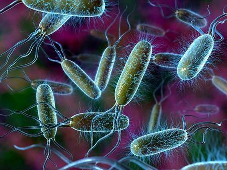 നഗരത്തിൽ ആളെ കൊല്ലി ബാക്ടീരിയകൾ പടരുന്നു !!! മരുന്നുകൾ ഫലിയ്ക്കുന്നില്ല !! ജാഗ്രതൈ...