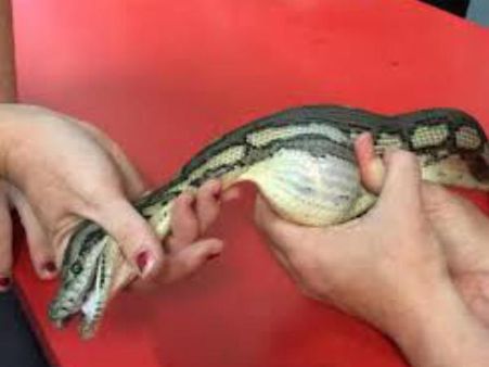 പാമ്പിന്‌റെ വയറ്റില്‍ കുടുങ്ങിയ ടെന്നിസ് ബോള്‍ പുറത്തെടുത്തു!!! വീഡിയോ കാണാം...