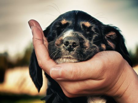 കത്ത് കൊടുക്കാന്‍ വന്ന പോസ്റ്റ്മാന്‍ പട്ടിയുമായി മുട്ടന്‍ സെക്‌സ്! ഈ നാട്ടില്‍ ജീവിക്കാന്‍ പറ്റില്ലേ