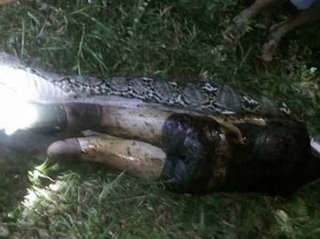 പെരുമ്പാമ്പിന്റെ വയറ് കീറി മനുഷ്യനെ പുറത്തെടുത്തു... ഇത് വ്യാജ വീഡിയോ അല്ല, ഒറിജിനല്‍!!!