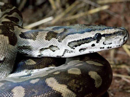 ഉറങ്ങിയിരുന്നത് പെരുമ്പാമ്പിന് ഒപ്പം !!! പാമ്പ് വിഴുങ്ങാന്‍ തീരുമാനിച്ചത് ഉടമസ്ഥനെ...