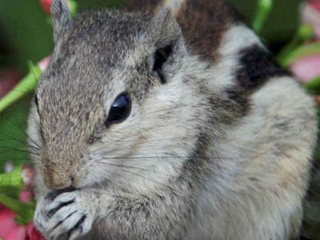 അണ്ണാനെ ഇണക്കിയെടുക്കുന്നത് നിയമവിരുദ്ധം, കാരണം കേട്ടാല്‍ അതൊരു തെറ്റല്ല, ആറ് ലക്ഷം പേര് കണ്ട വീഡിയോ
