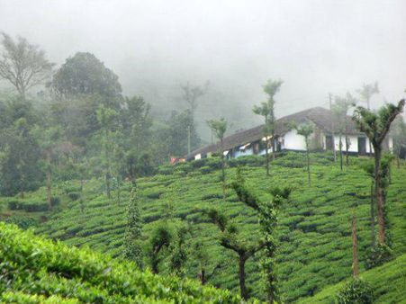 മൂന്നാറില്‍ വീണ്ടും കൈയ്യേറ്റം!! കൈയ്യേറിയത് 56023 ഏക്കര്‍ സര്‍ക്കാര്‍ ഭൂമി!!