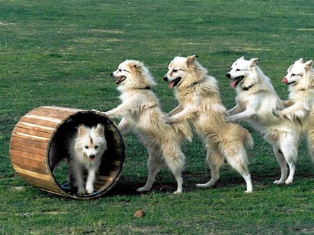 വളര്‍ത്തു മൃഗങ്ങളെ വാങ്ങുന്നവരും വില്‍ക്കുന്നവരും സൂക്ഷിക്കുക!!! പുതിയ നിയമവുമായി കേന്ദ്രം