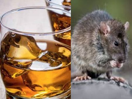 സമ്പൂര്‍ണ മദ്യനിരോധനം...എലികള്‍ അടിച്ച് ഫിറ്റായി, കുടിച്ച് തീര്‍ത്തത് ഒമ്പത് ലക്ഷം ലിറ്റര്‍!!