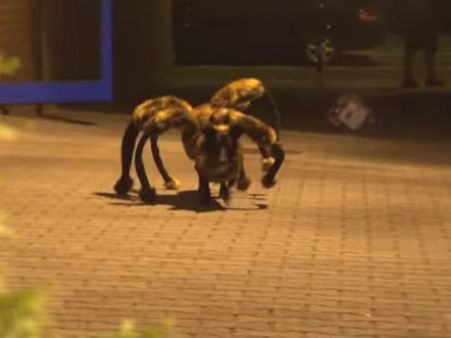 സ്ത്രീയുടെ ചെവിയില്‍ ജീവനുള്ള എട്ടുകാലി!!!