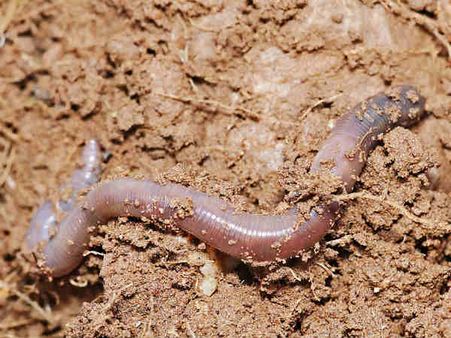 സ്ത്രീയുടെ കണ്ണില്‍ നിന്നും പുറത്തെടുത്തത് 7 സെന്റി മീറ്റര്‍ നീളമുള്ള വിര!!!