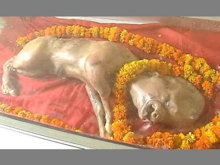 മനുഷ്യ തലയുള്ള പശുക്കുട്ടി; കാണാന്‍ ആയിരങ്ങള്‍, ദൈവമെന്ന് നാട്ടുകാര്‍, പ്രാര്‍ഥന തുടങ്ങി!!